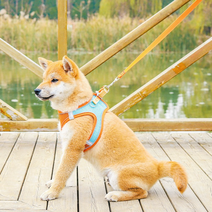 Breathable Reflective Pet Harness Set: Vest-Style Dog Harness + Leash - Blue-XS