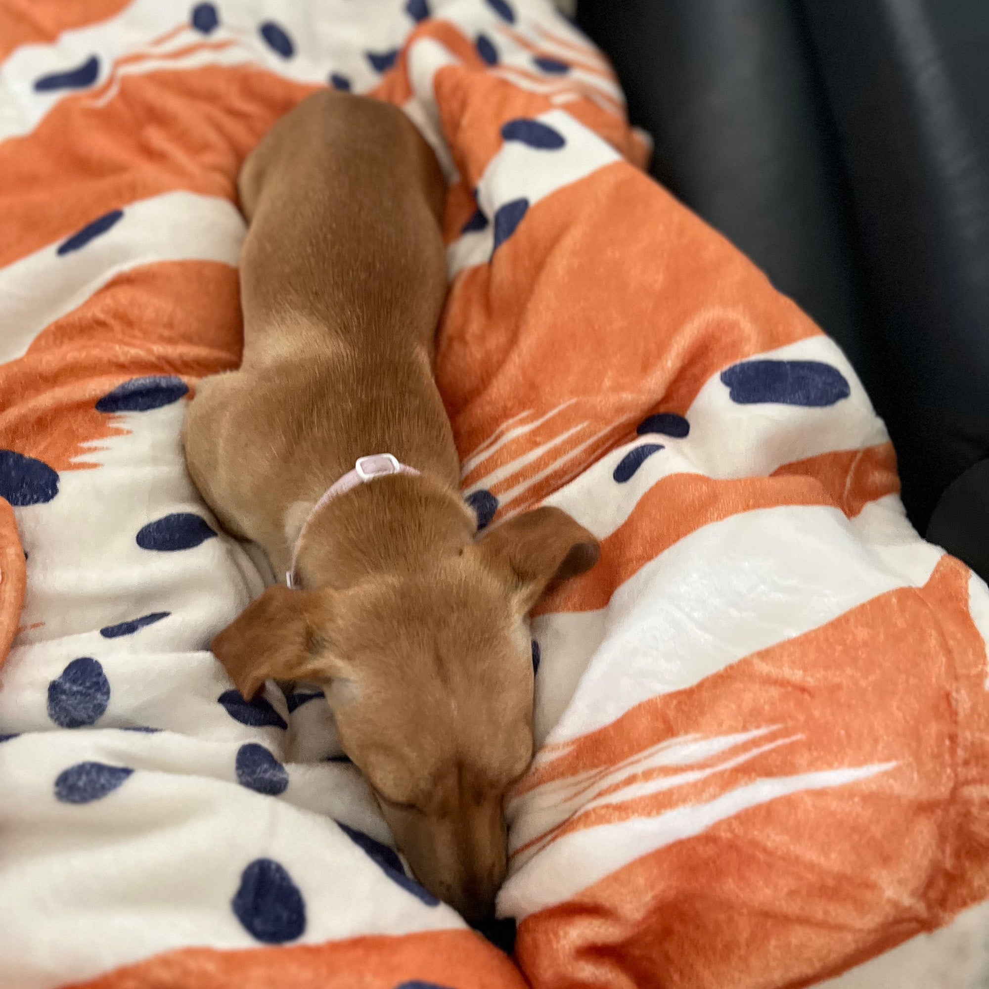 Soft Fleece Sherpa Dog Pet Blanket 100 x 75cm - Pawpaw