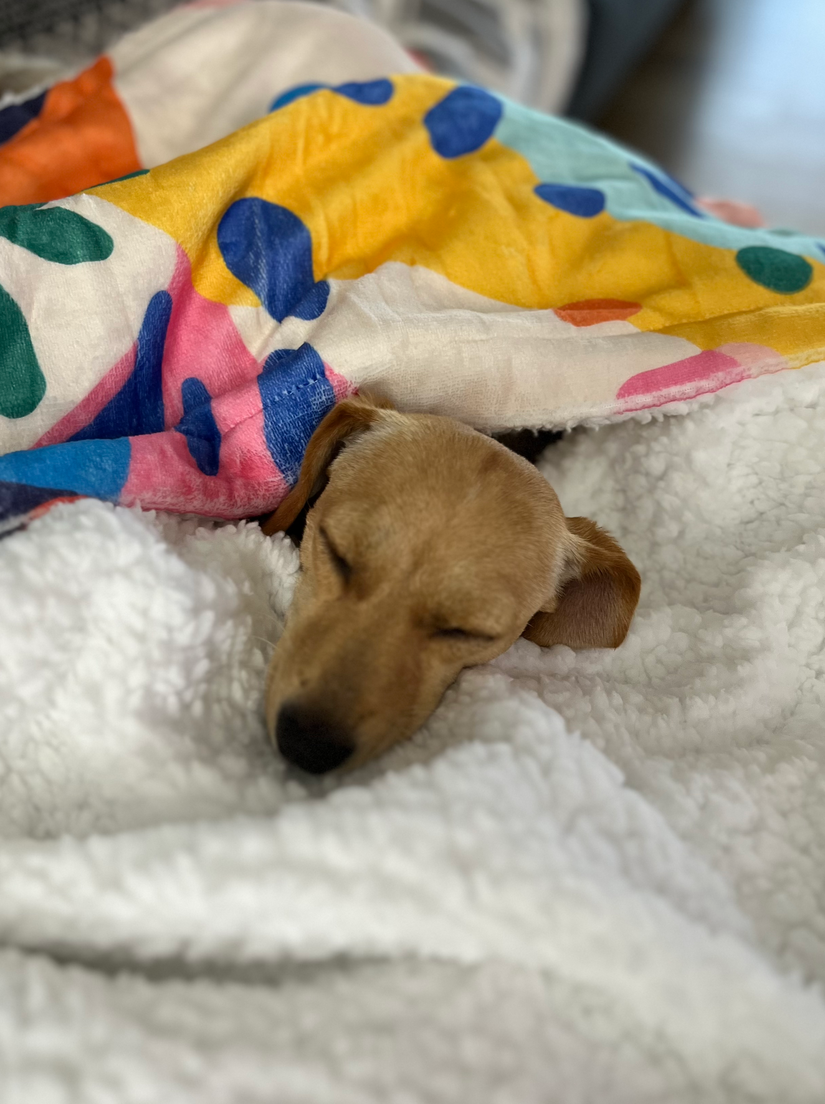 Soft Fleece Sherpa Dog Pet Blanket 100 x 75cm - Multicolour