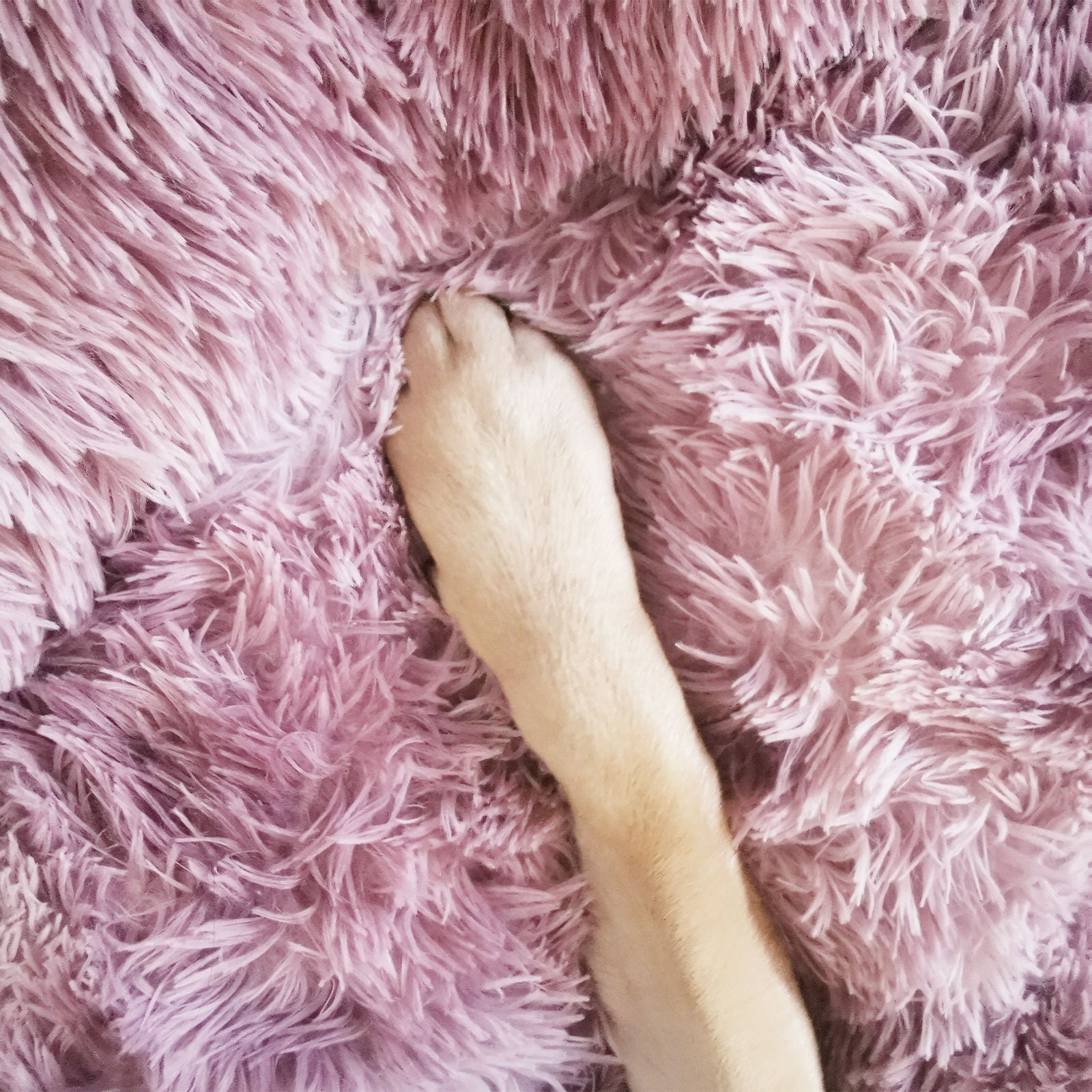 Pawfriends Cat Dog Pet Round Calming Bed Warm Soft Plush