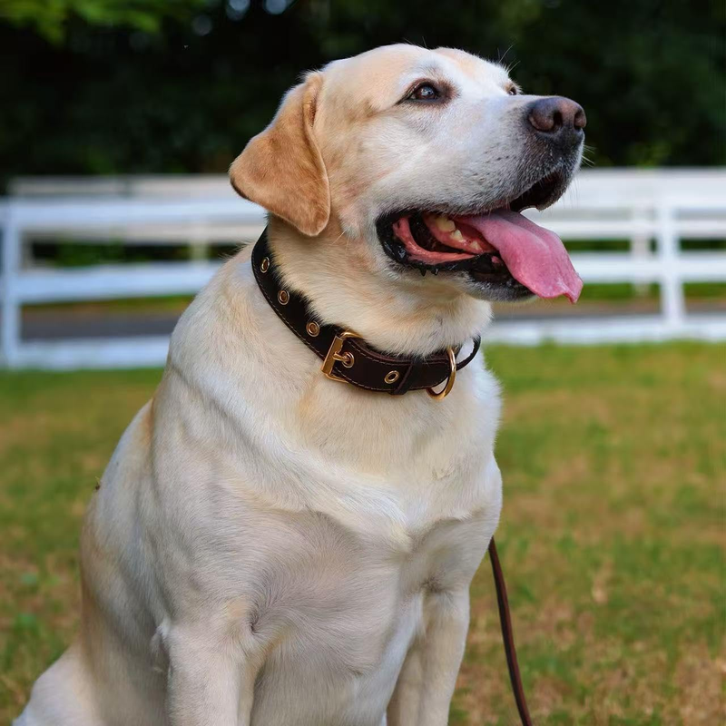 Premium Genuine Leather Dog Collar/Durable Real Leather Adjustable Collars For Male Female （size: XXL）