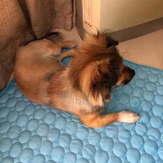 Cooling Mat for Dogs and Cats, 70x55cm, Breathable, Blue, Multiple Colors Available