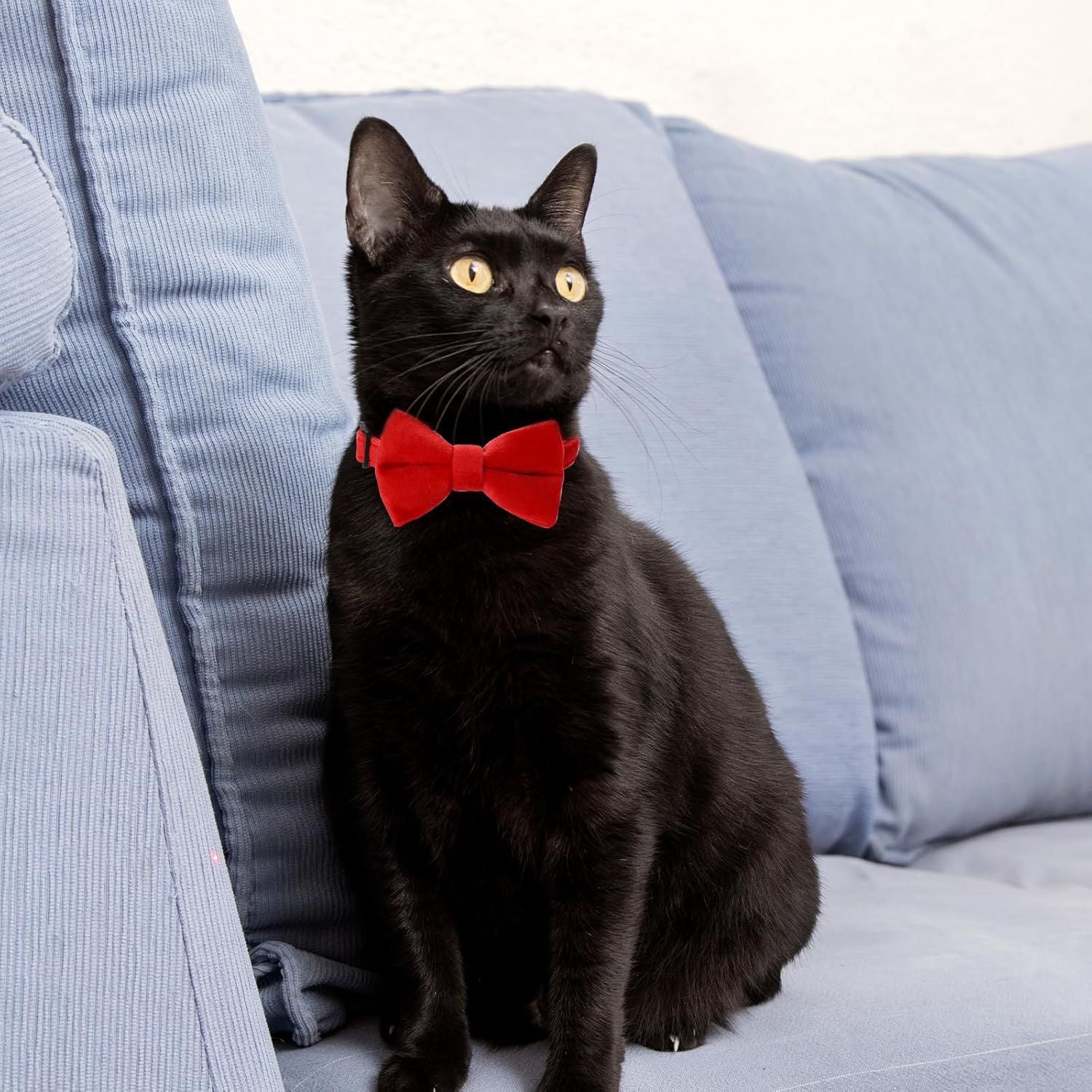 2 Pcs Velvet Cat Collar Cute Cat Bow Tie Collar for Boy Cats Breakaway Kitten Collars with Bell Adjustable Puppy Bow Tie Collar Personalized Collars for Small Pets